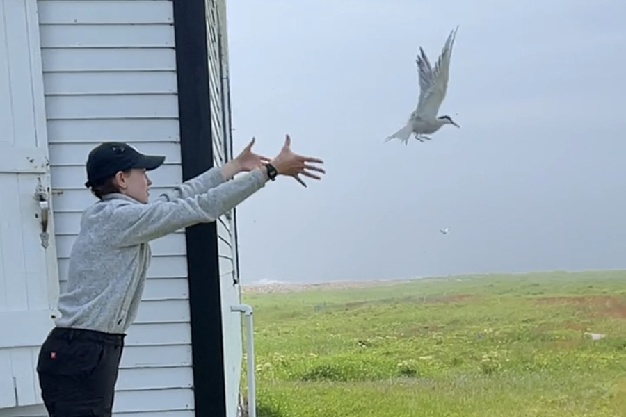 Jocelyn Little (&rsquo;25) releases a common tern