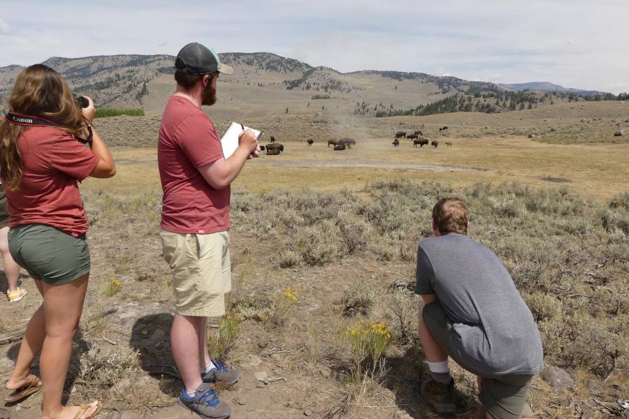 Katerina Krohn '17, Sam Donnelly '17, and Kevin Aughinbaugh '18 gather data on Yellowstone bison herds.